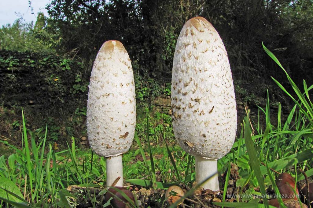 seta matacandil o barbuda (Coprinus comatus)