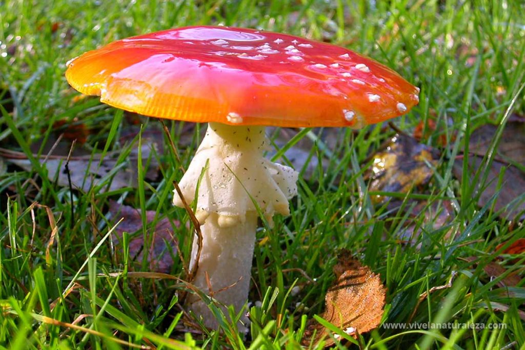 seta matamoscas o falsa oronja (Amanita muscaria)
