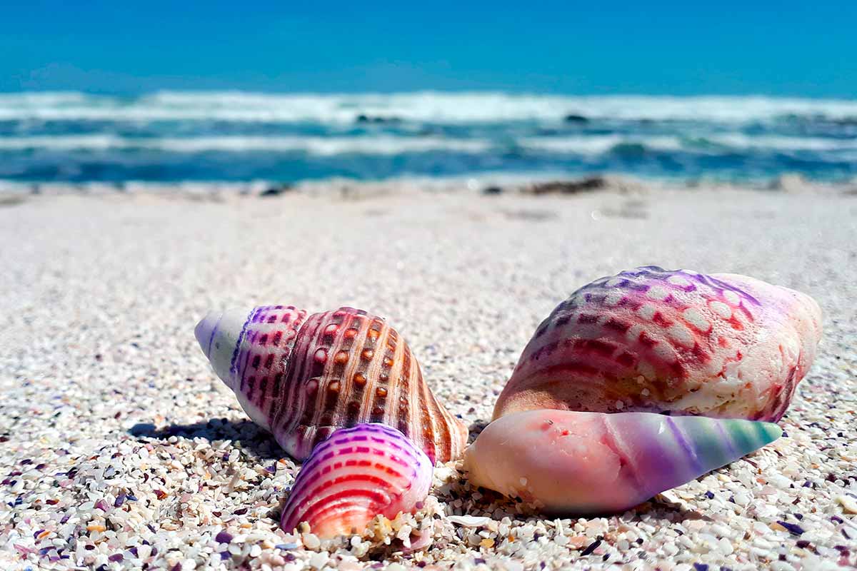 Moluscos Vive la Naturaleza Moluscos Vive la Naturaleza