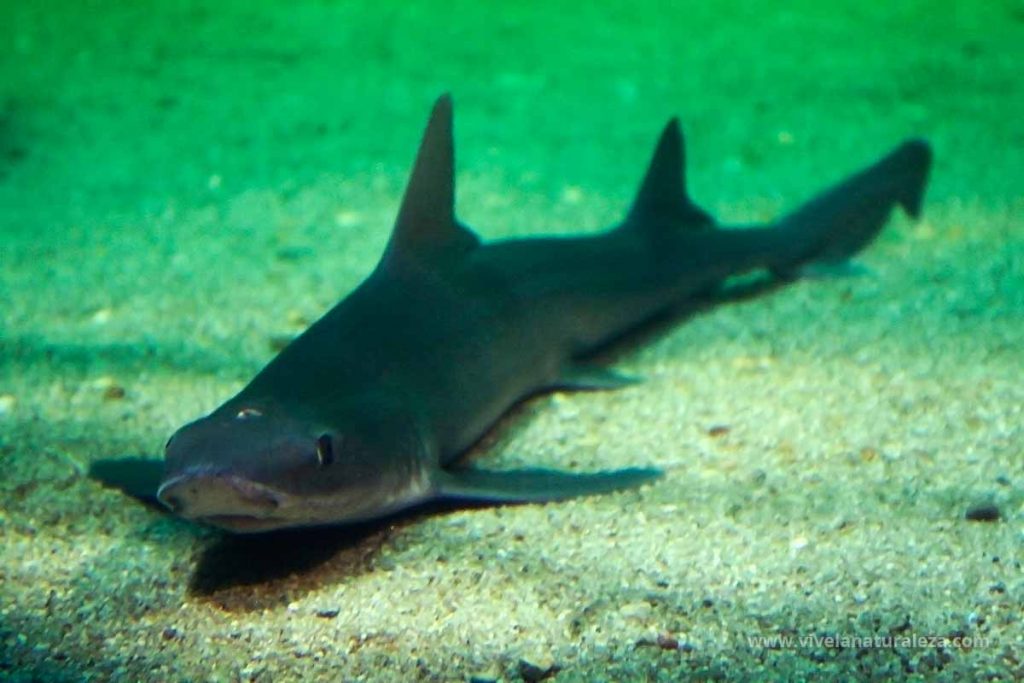tiburón musola lisa (Mustelus mustelus)