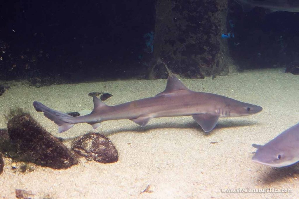 Vista del pez musola lisa (Mustelus mustelus)