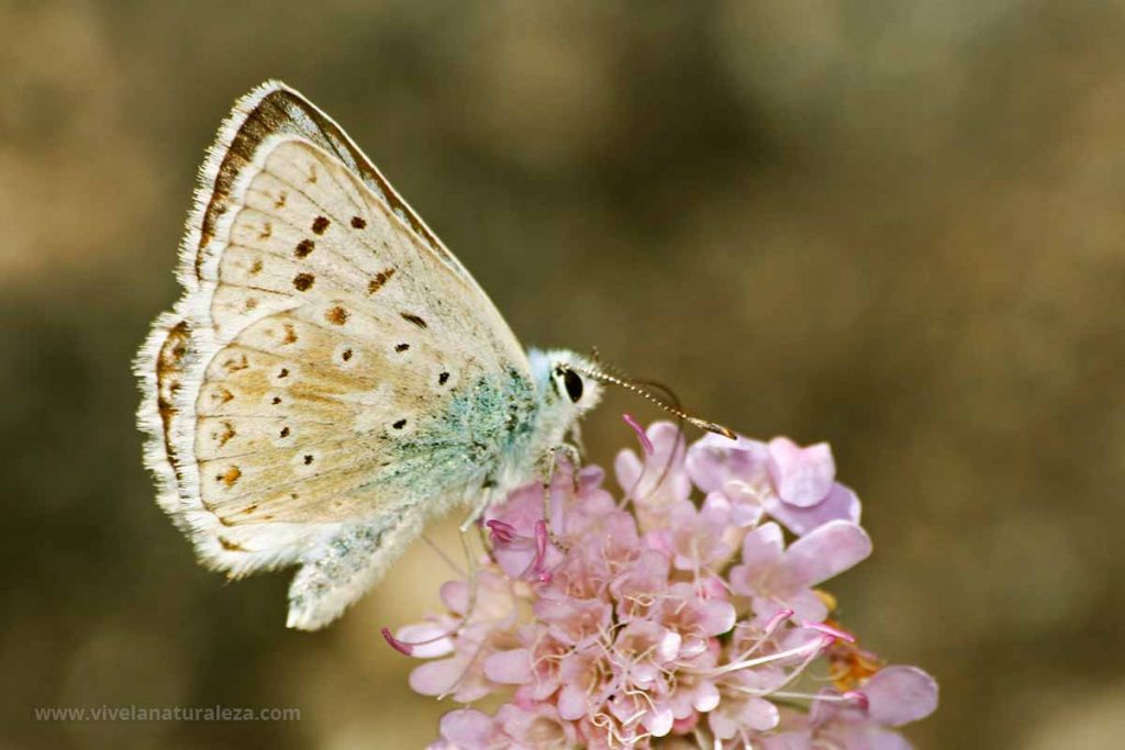 niña coridon macho con las alas cerradas (Polyommatus coridon = Lysandra coridon)