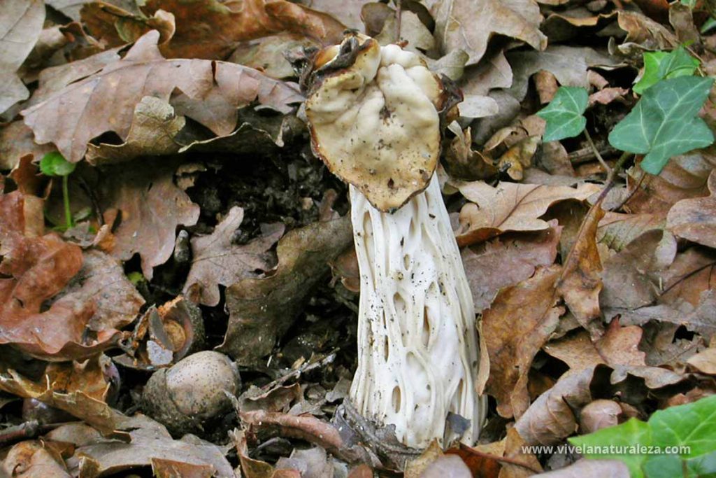 oreja de gato (Helvella crispa)
