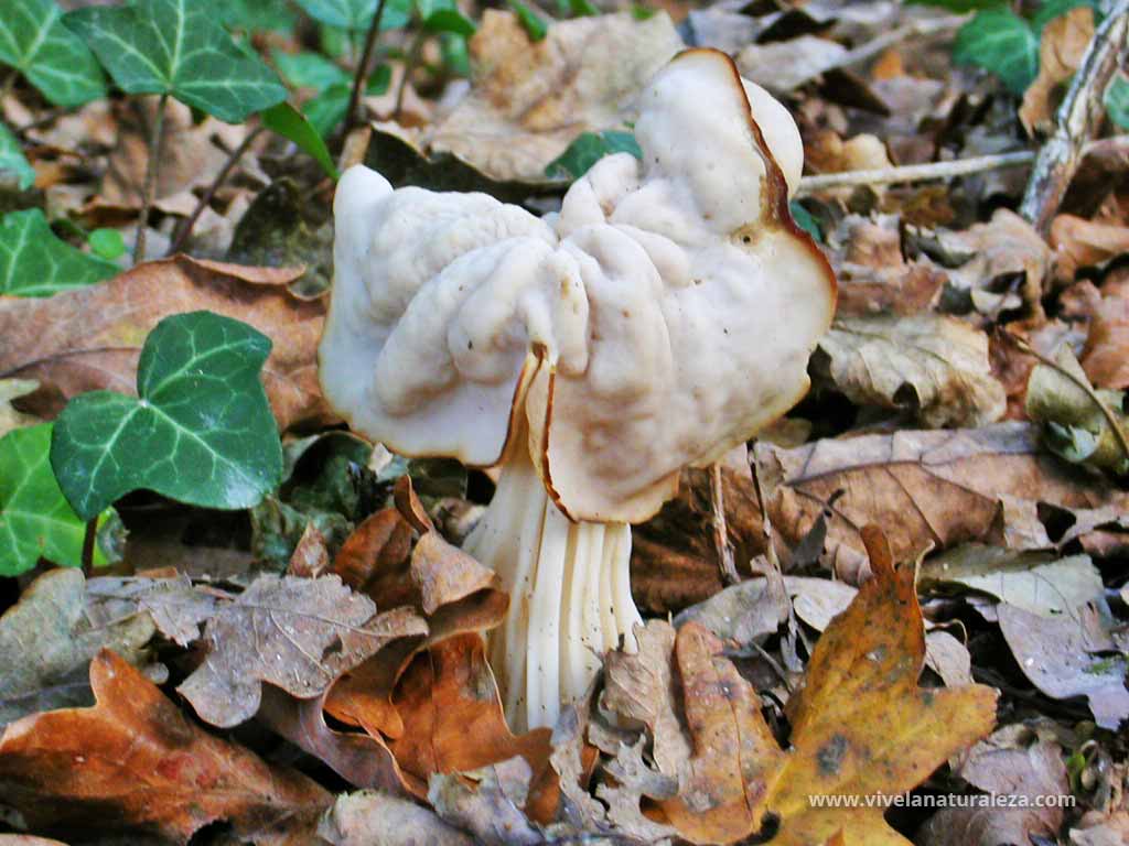 Oreja de gato seta (Helvella crispa)