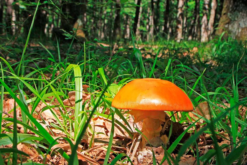 seta oronja (amanita caesarea)