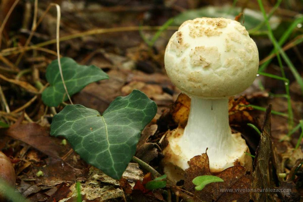 amanita citrina