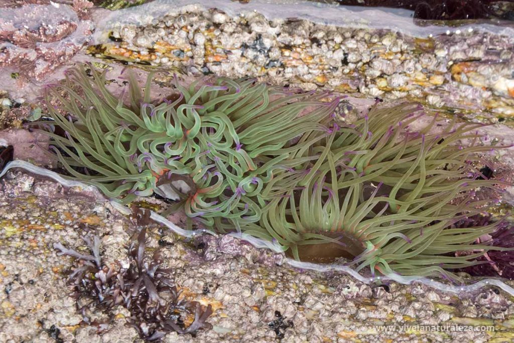Ortiga de mar - Anemonia viridis
