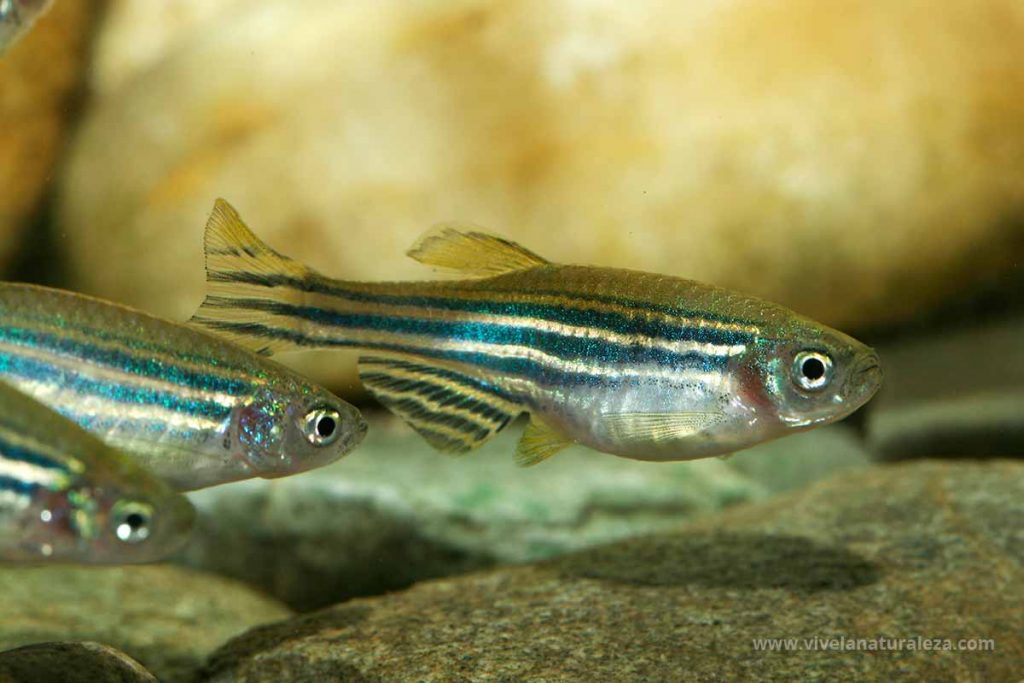 Pez cebra - Brachydanio rerio