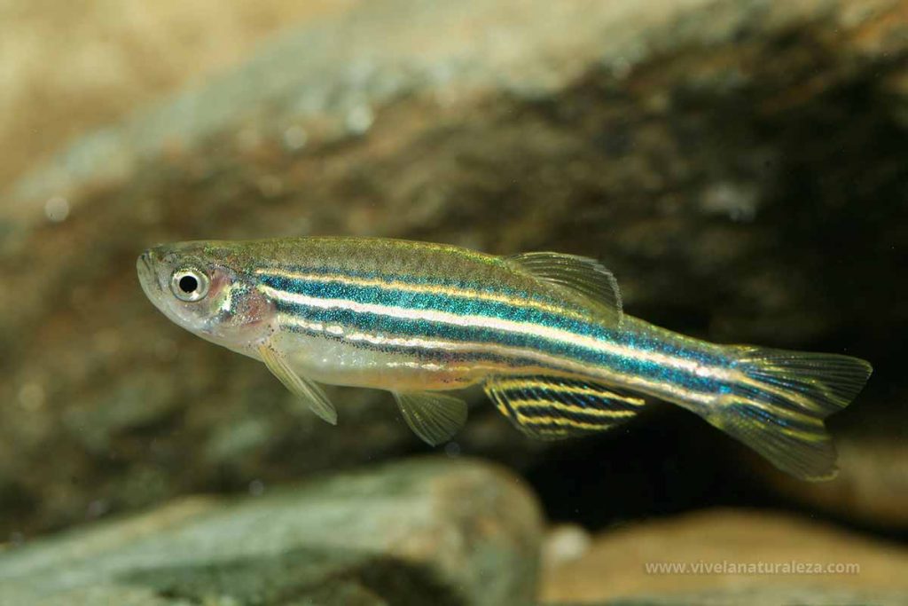 Pez cebra, cebrita, barbo cebra (Brachydanio rerio, Danio rerio)