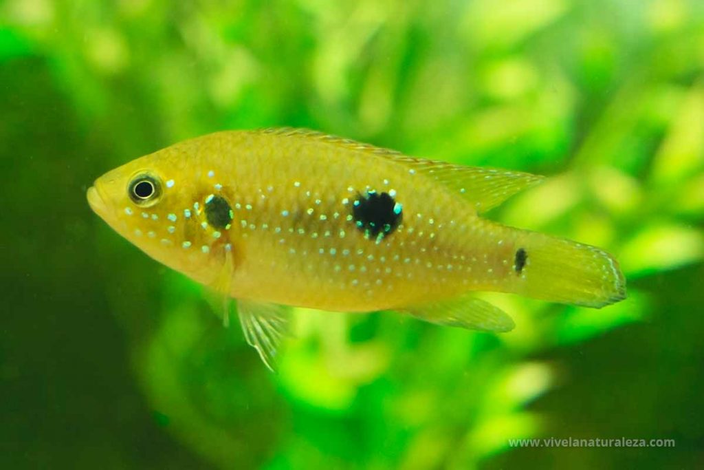 Pez joya o cíclido joya (Hemichromis bimaculatus)