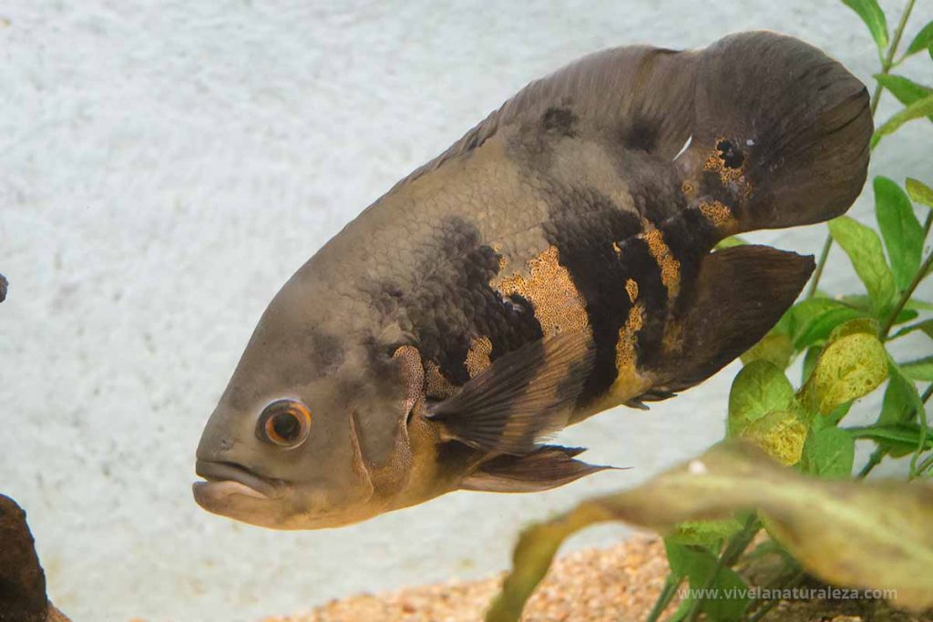 Pez Óscar - Astronotus ocellatus