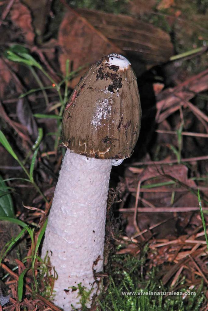 falo hediondo adulto con el sombrero lleno de gleba (Phallus impudicus)
