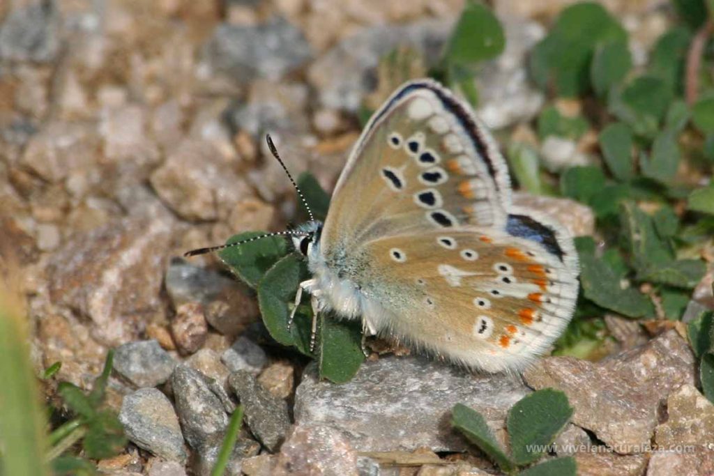 Mariposa Lysandra dorylas con las alas cerradas