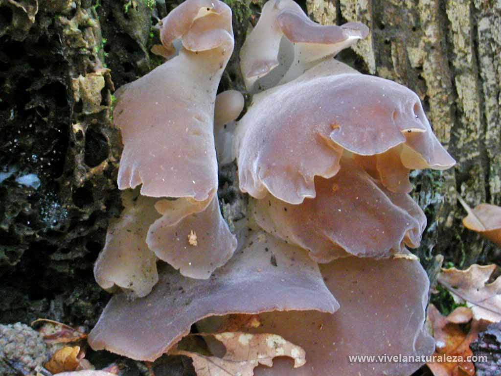 Pseudohydnum gelatinosum - Pseudohidno gelatinoso sobre el tronco de una conífera