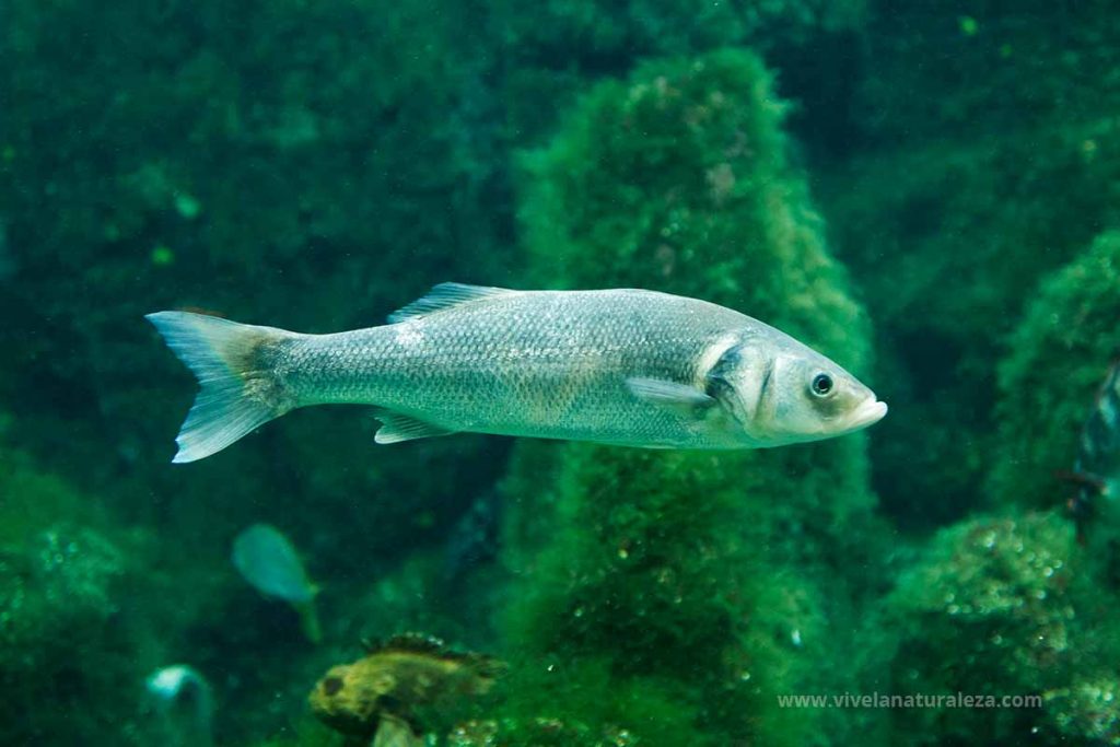 robaliza o lubina (Dicentrarchus labrax)