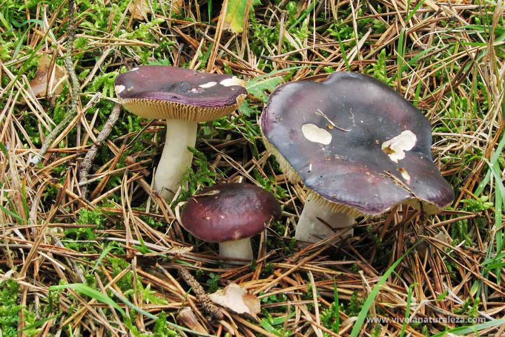 rúsula umbonada (Russula caerulea)