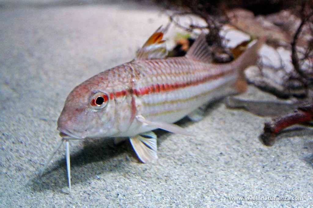 salmonete de roca (Mullus surmuletus)