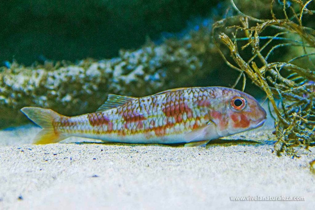 Salmonete de roca pez (Mullus surmuletus)
