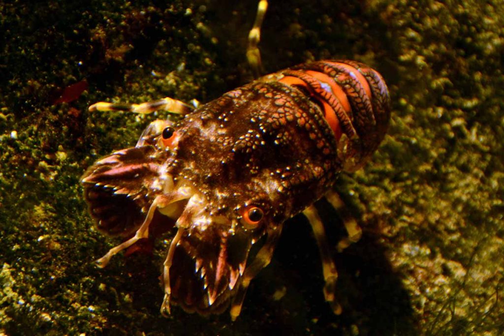 santiaguiño (Scyllarus arctus)