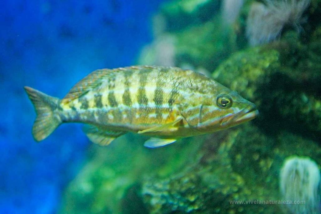 Cabrilla pez (Serranus cabrilla)