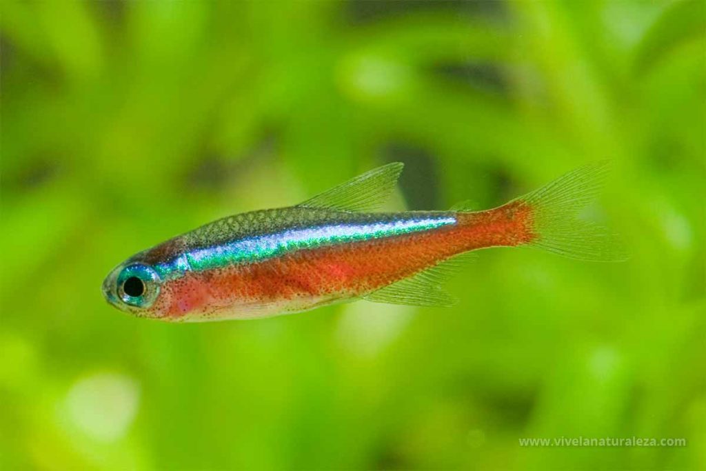 Tetra cardenal - Paracheirodon axelrodi