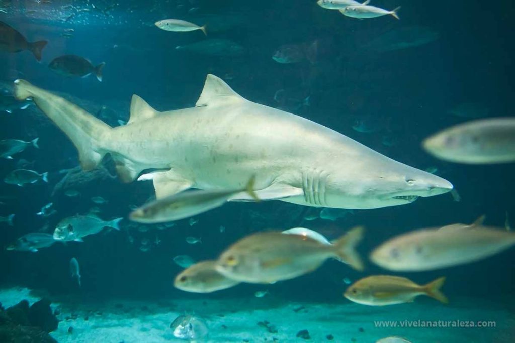 tiburón toro (Carcharias Taurus = Odontaspis taurus)