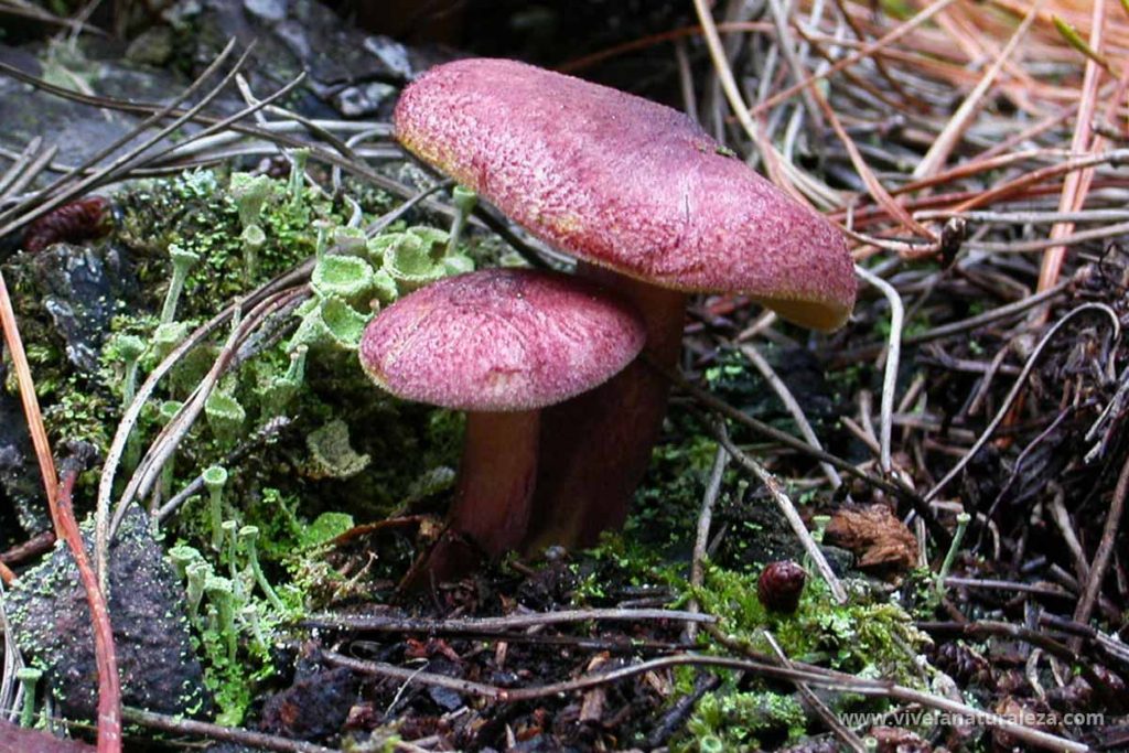 tricoloma rutilante (Tricholomopsis rutilans)