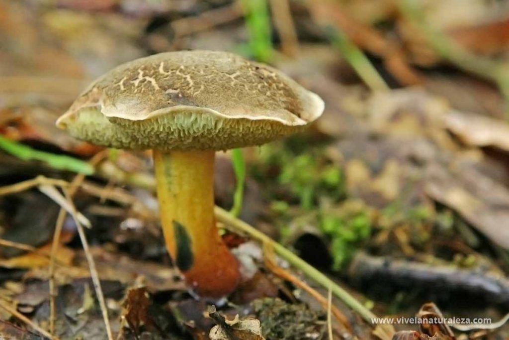 boleto de carne amarilla (Xerocomus chrysenteron = Boletus chrysenteron = Xerocomellus chrysenteron)