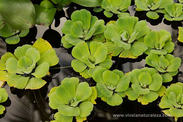 sentar lecho Abuelo Plantas acuáticas para estanques - Vive la Naturaleza